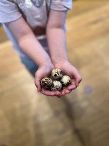 Hovedbilde Vaktel egg 12pk